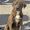 adoptable Dog in washington, DC named Grizzly