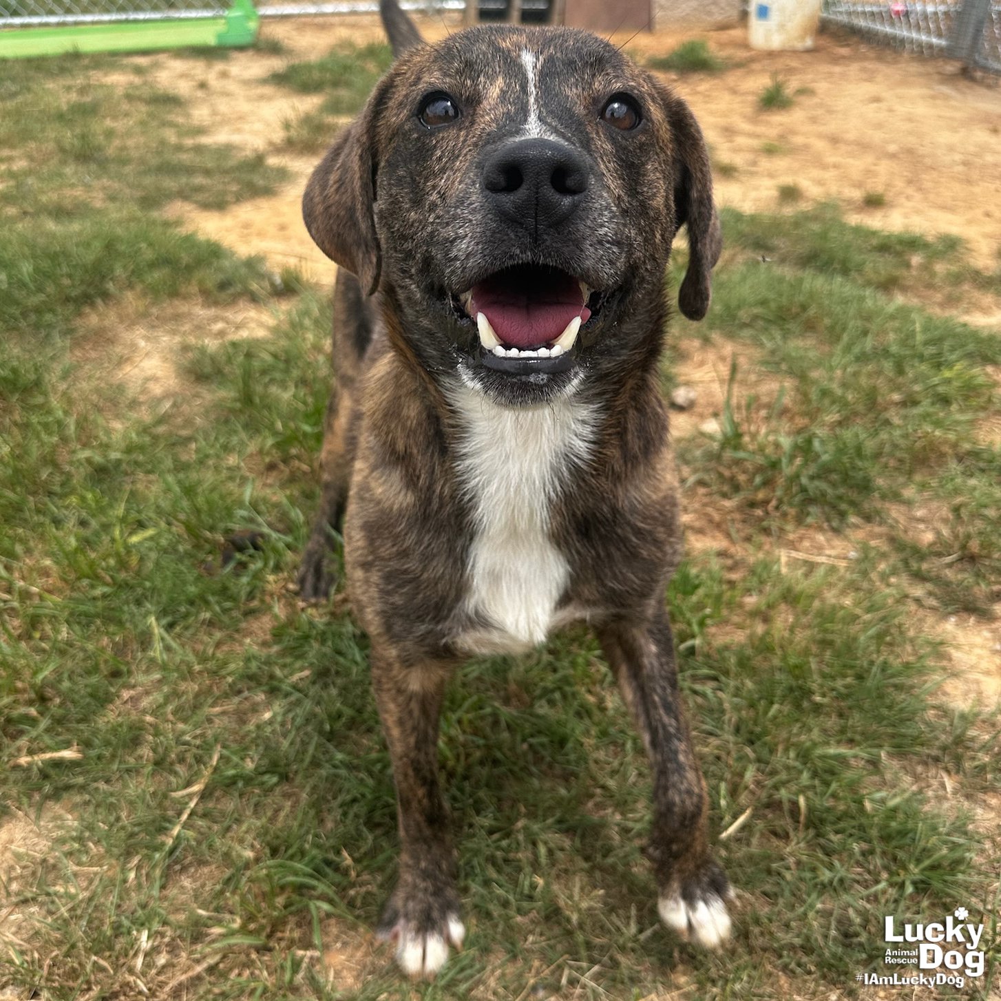 adoptable Dog in Washington, DC named Grizzly