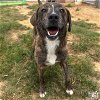 adoptable Dog in  named Grizzly