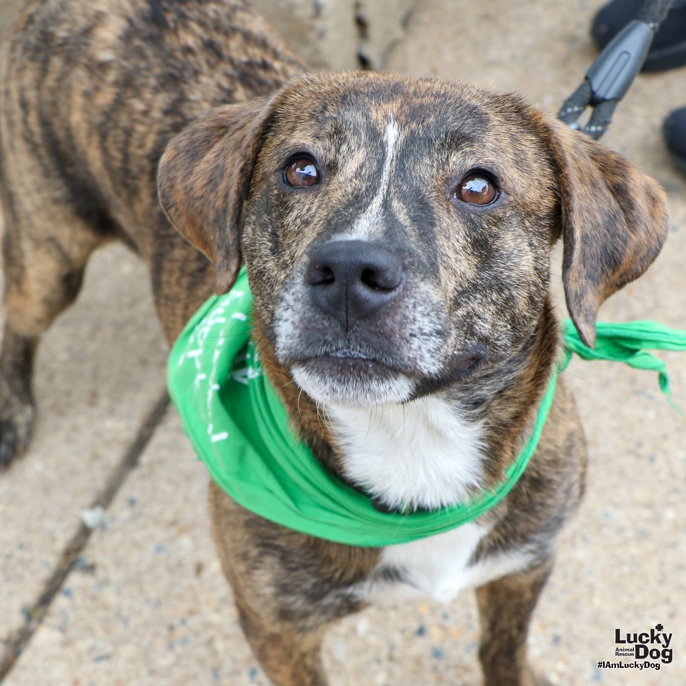 adoptable Dog in Washington, DC named Grizzly
