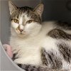 adoptable Cat in , DC named Cowboy