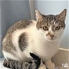 adoptable Cat in  named Cowboy