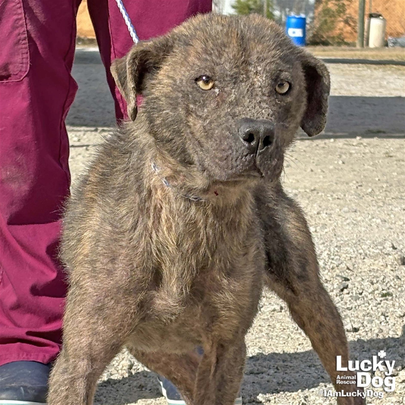 Adopt  Lucky Dog Animal Rescue