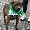 adoptable Dog in washington, dc, DC named Banzai