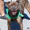 adoptable Dog in , DC named Banzai