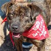 adoptable Dog in washington, DC named Banzai