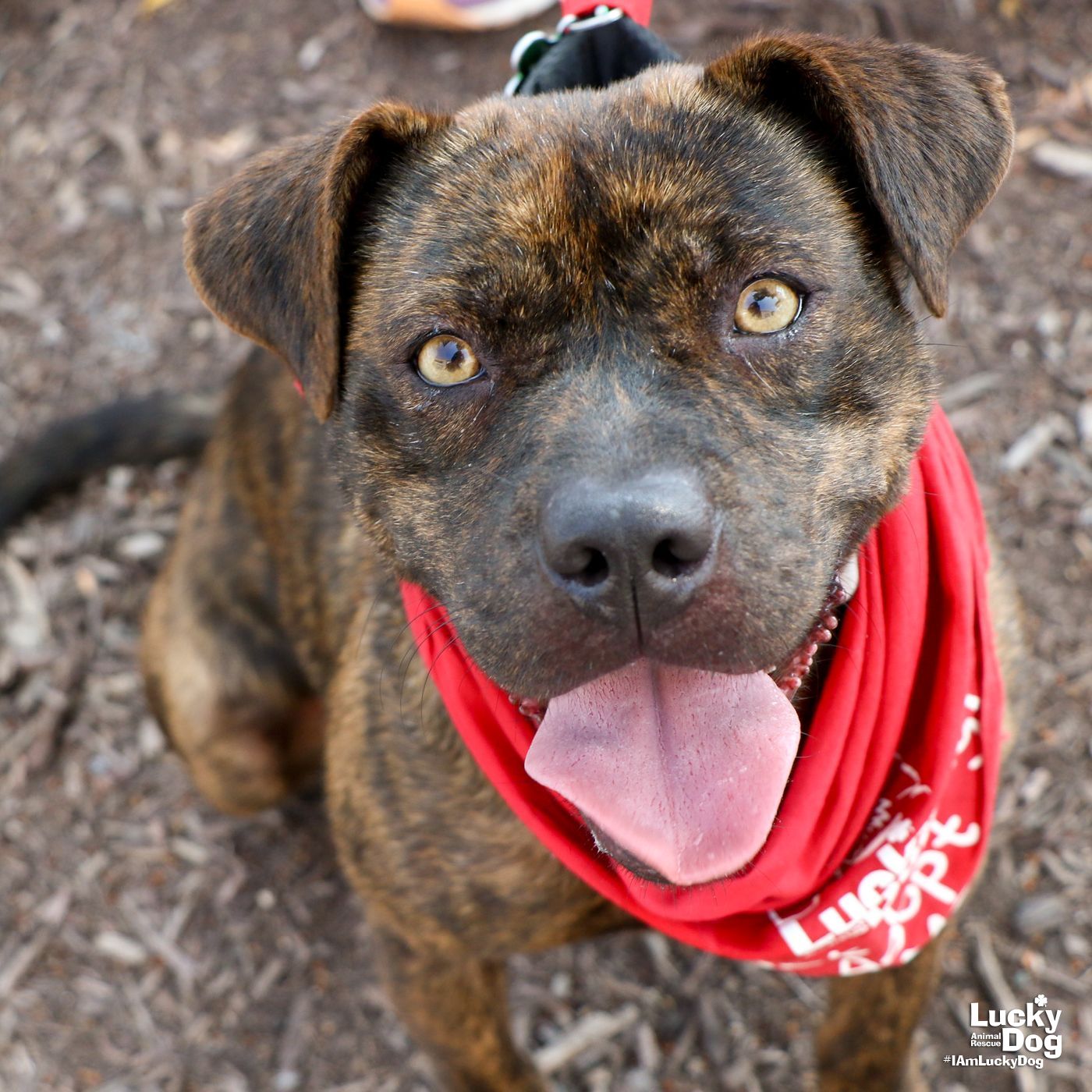 adoptable Dog in Washington, DC named Banzai