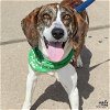 adoptable Dog in washington, DC named Randall