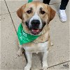 adoptable Dog in washington, DC named Walden