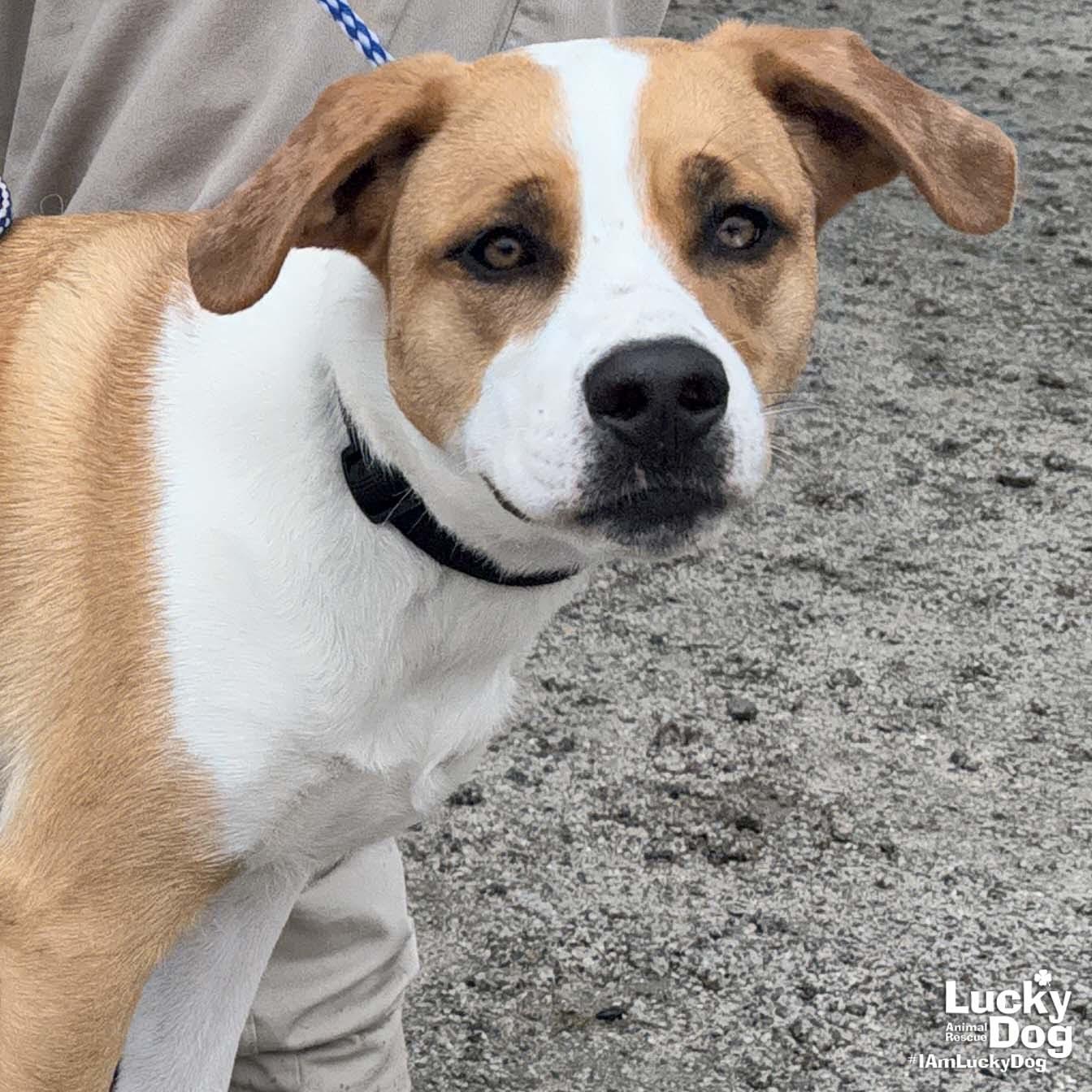 Dog for Adoption - Hope, a Labrador Retriever in Rockville, MD | Alpha Paw