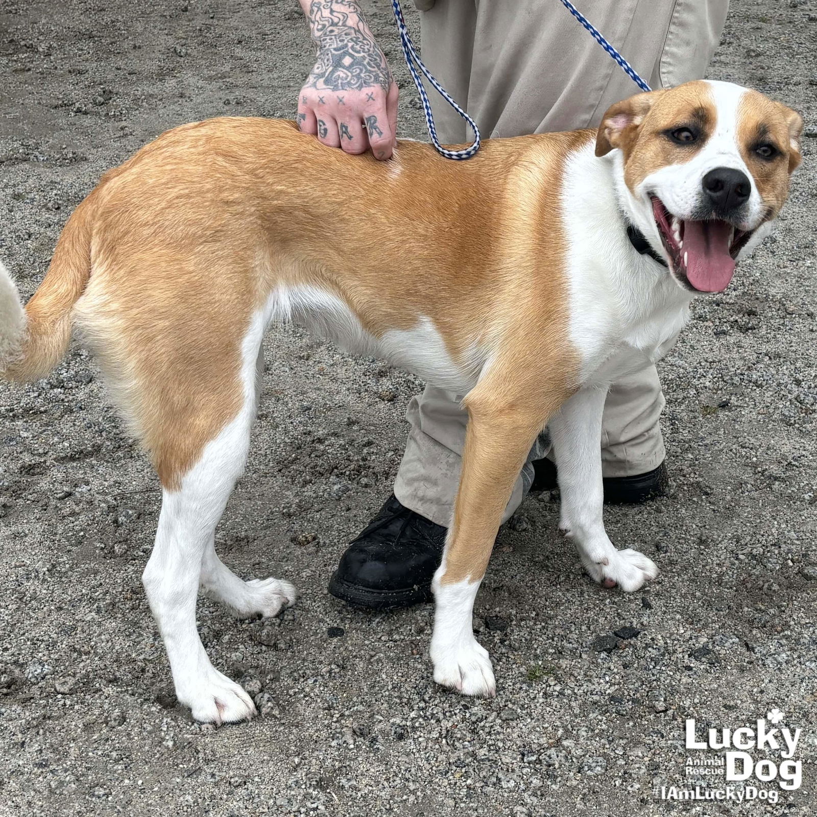 Dog for Adoption - Hope, a Labrador Retriever in Rockville, MD | Alpha Paw