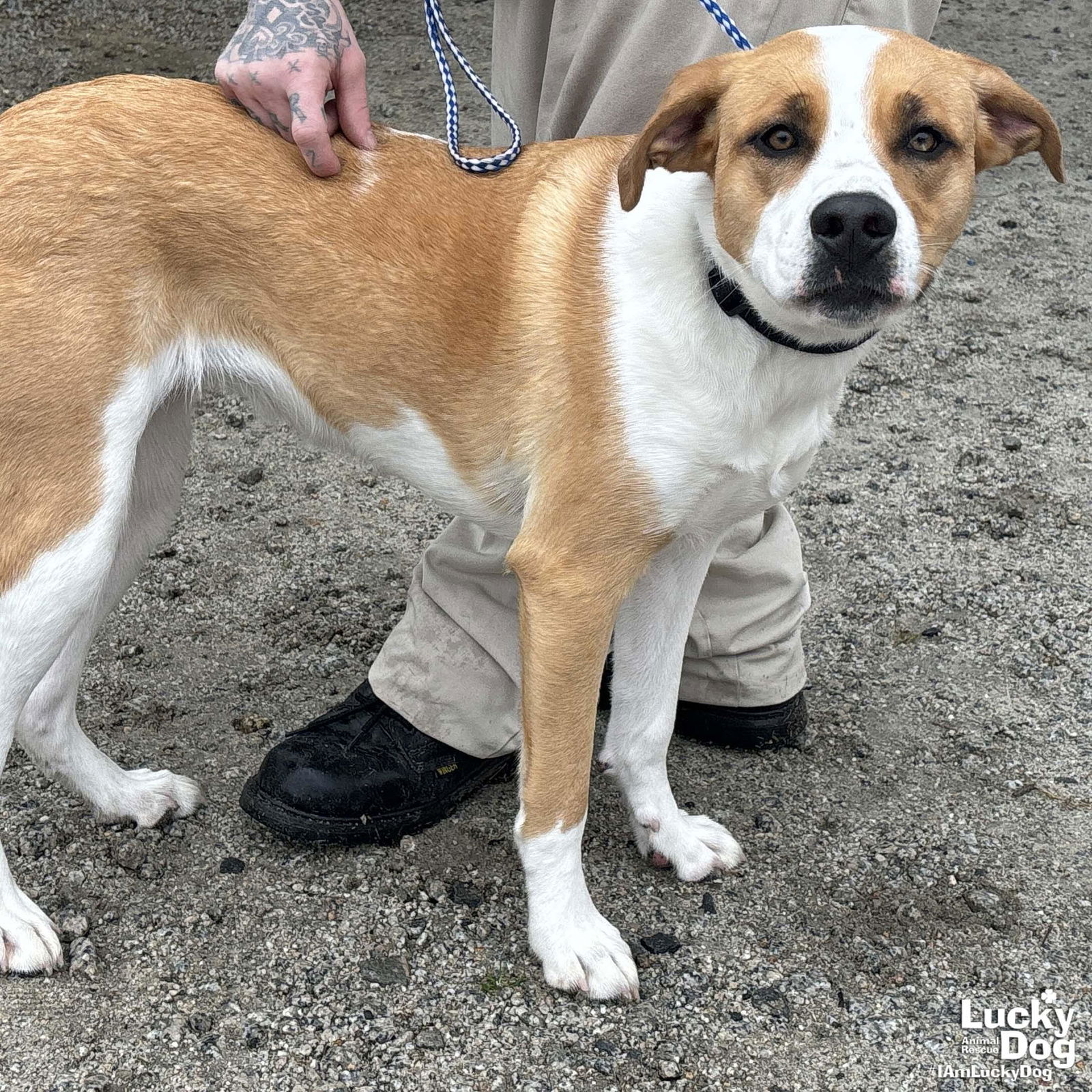 Dog for Adoption - Hope, a Labrador Retriever in Walkersville, MD ...