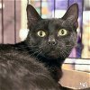 adoptable Cat in washington, DC named Sabrina