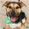 adoptable Dog in , DC named Buster