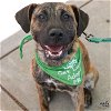 adoptable Dog in , DC named Dandy