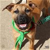 adoptable Dog in , DC named Dinky