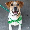adoptable Dog in , DC named Nashi