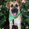 adoptable Dog in , DC named Newt
