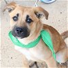 adoptable Dog in , DC named Nutt