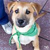 adoptable Dog in , DC named Nugget