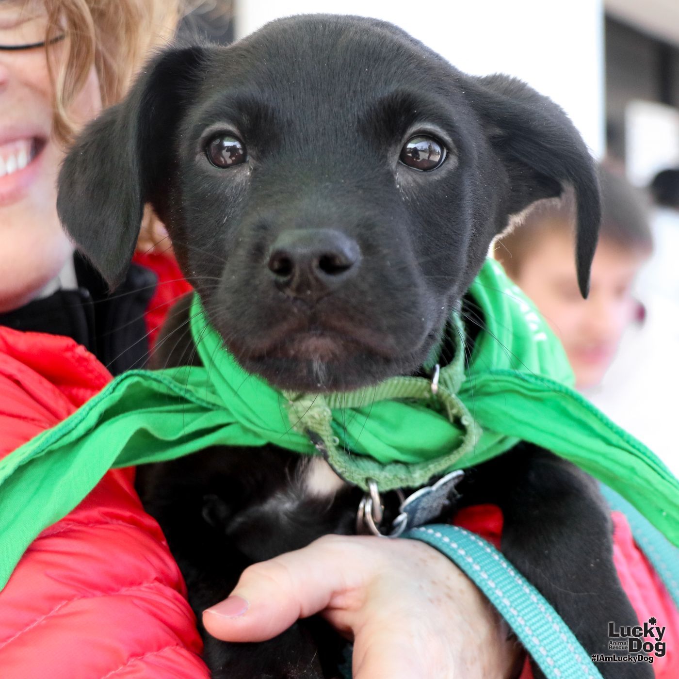 Dog for Adoption - Cheesecake, a Retriever in Marlboro Meadows, MD ...