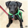 adoptable Dog in , DC named Clafoutis