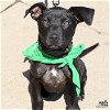 adoptable Dog in washington, DC named Canele