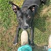 adoptable Dog in washington, DC named Huxley