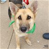 adoptable Dog in  named Courage