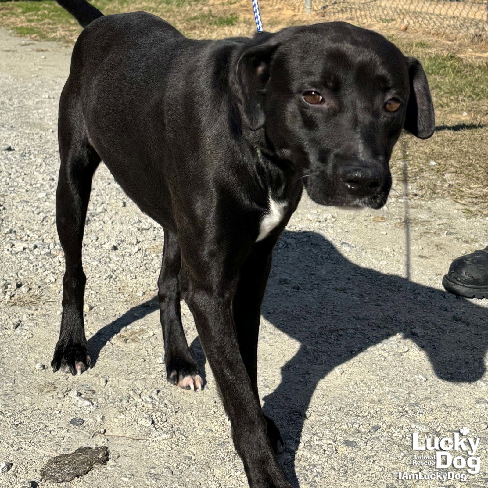 Dog for Adoption Scotch, a Labrador Retriever in Triangle, VA Alpha Paw