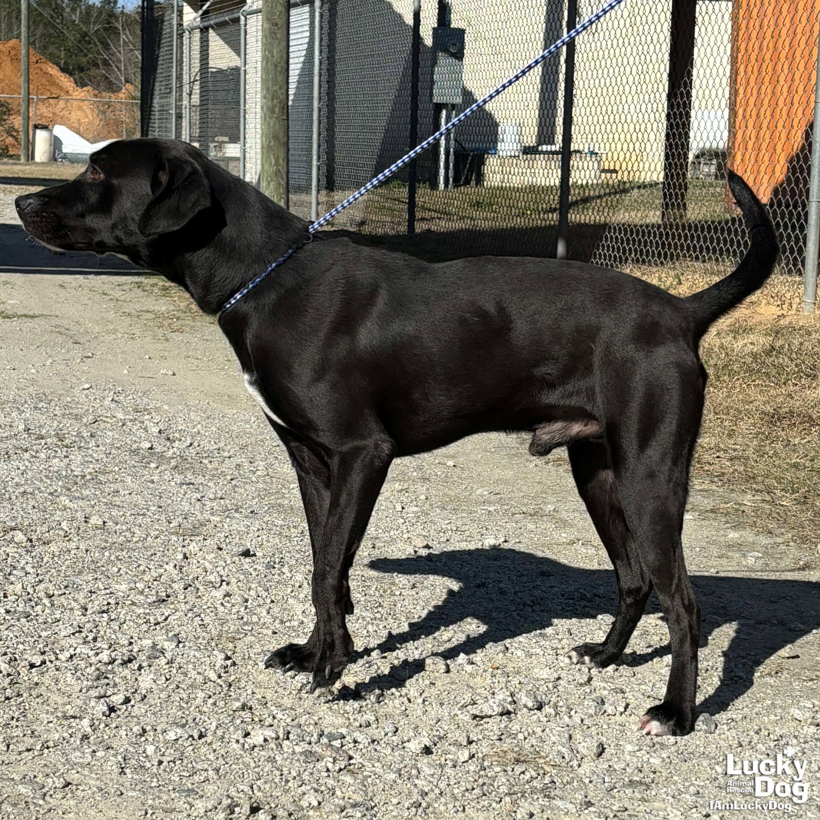 Dog for Adoption Scotch, a Labrador Retriever in Dunkirk, MD Alpha Paw