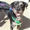 adoptable Dog in washington, DC named Slate
