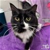 adoptable Cat in washington, DC named Caty Purry