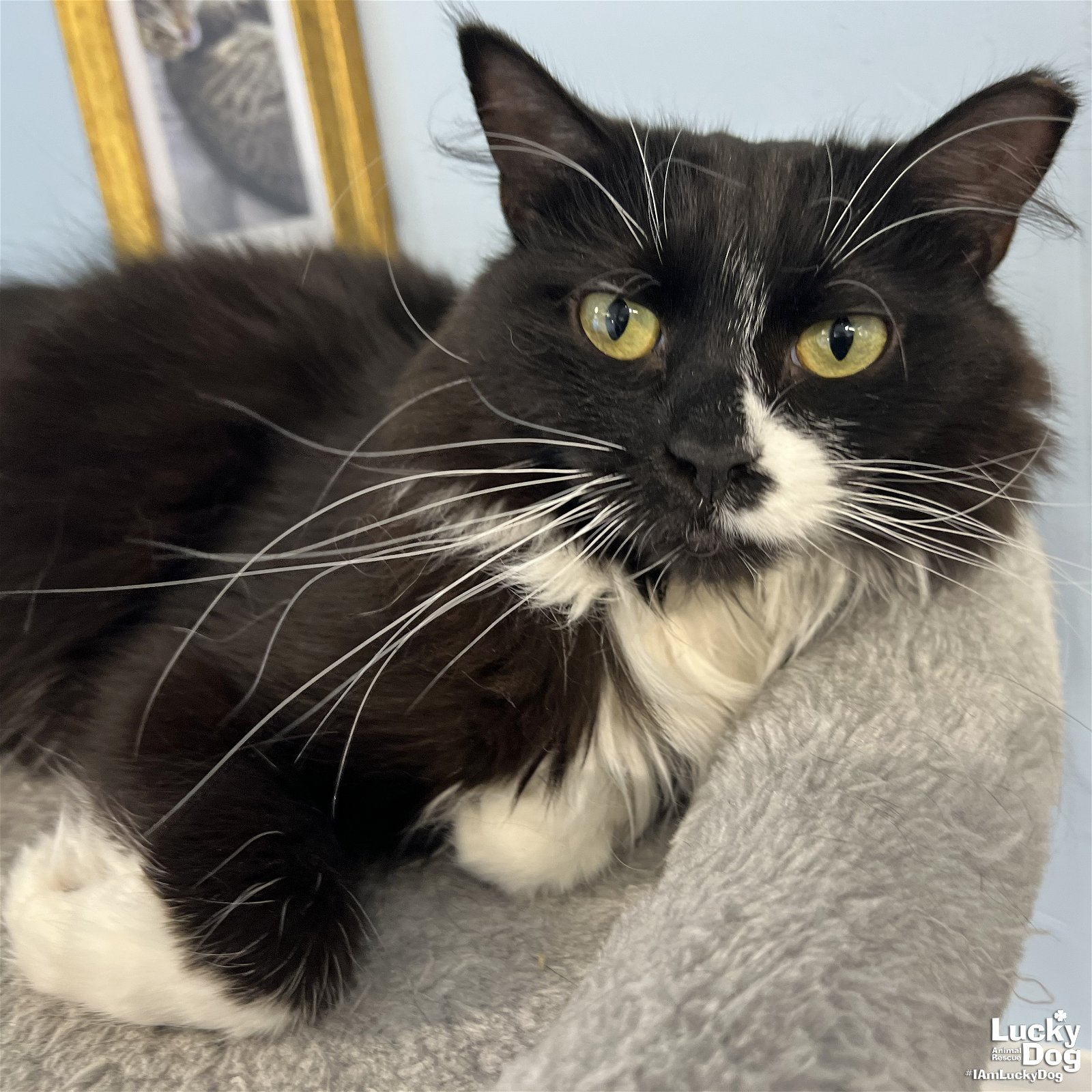 adoptable Cat in Washington, DC named Caty Purry