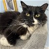 adoptable Cat in , DC named Caty Purry