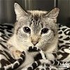 adoptable Cat in  named Magnifique