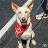 adoptable Dog in , DC named Fallon