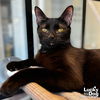 adoptable Cat in Washington, DC named Dixon