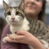 adoptable Cat in washington, DC named Alice