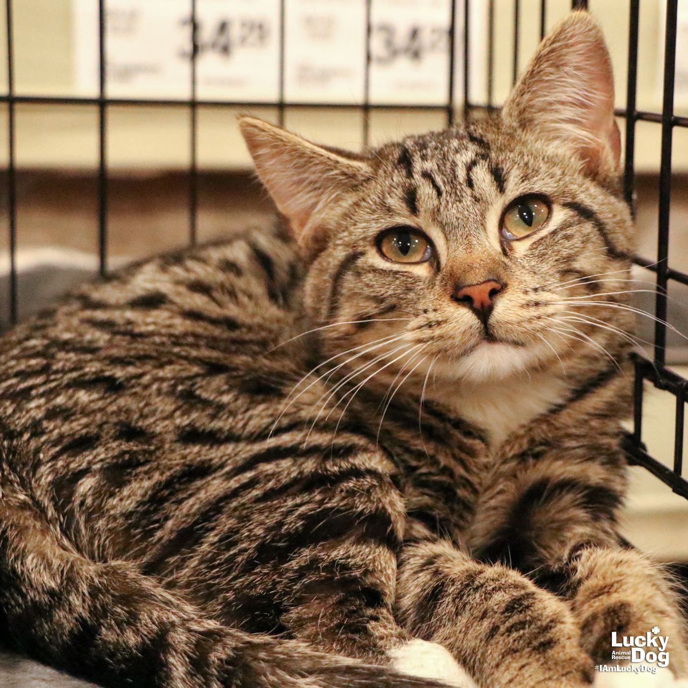 adoptable Cat in Washington, DC named Spartacus