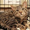 adoptable Cat in , DC named Spartacus