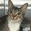 adoptable Cat in washington, dc, DC named Beauty