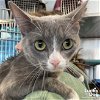 adoptable Cat in , DC named Emmit