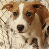 adoptable Dog in washington, dc, DC named Blitsgel