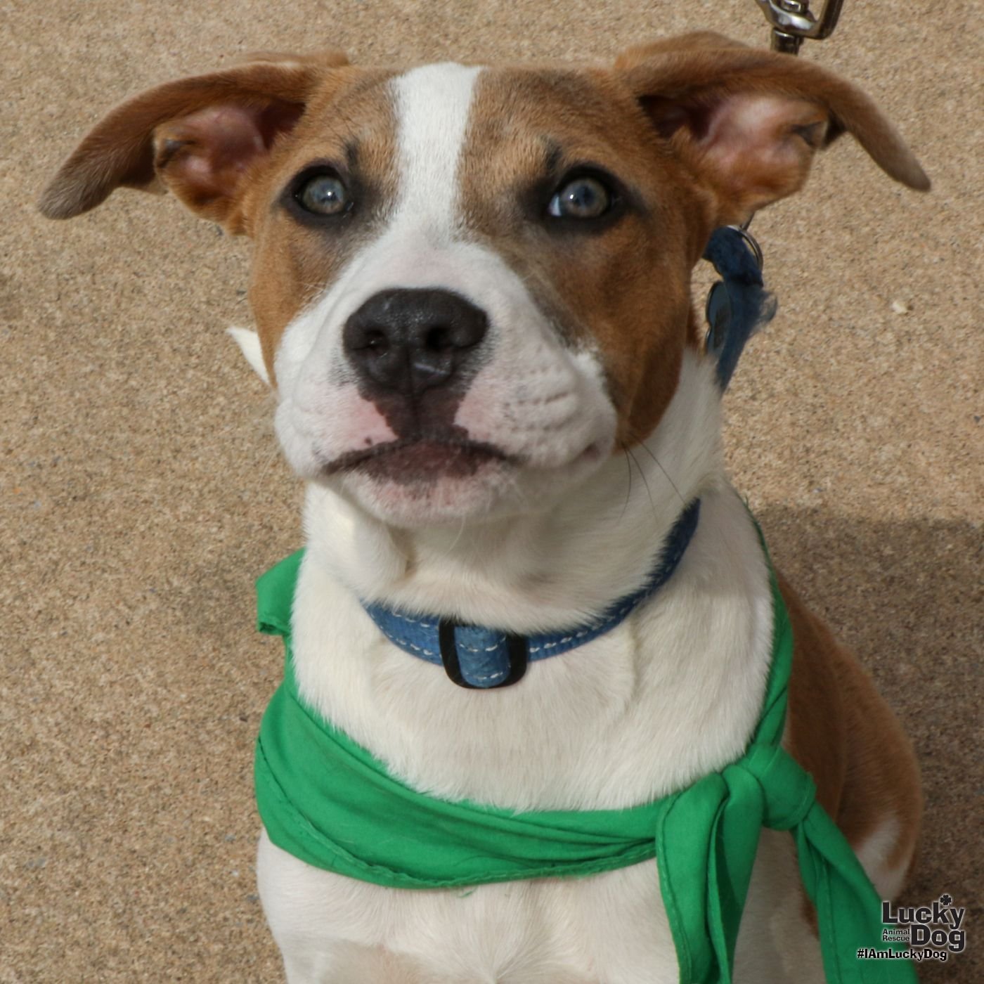 adoptable Dog in Washington, DC named Blitsgel