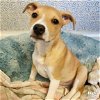 adoptable Dog in washington, DC named Almond