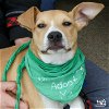 adoptable Dog in washington, DC named Almond