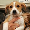 adoptable Dog in washington, dc, DC named Athens
