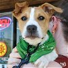 adoptable Dog in , DC named Athens