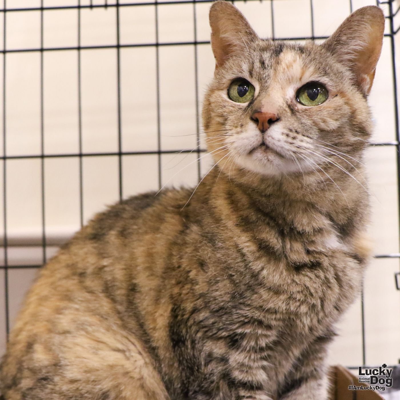 adoptable Cat in Washington, DC named Spice Girl